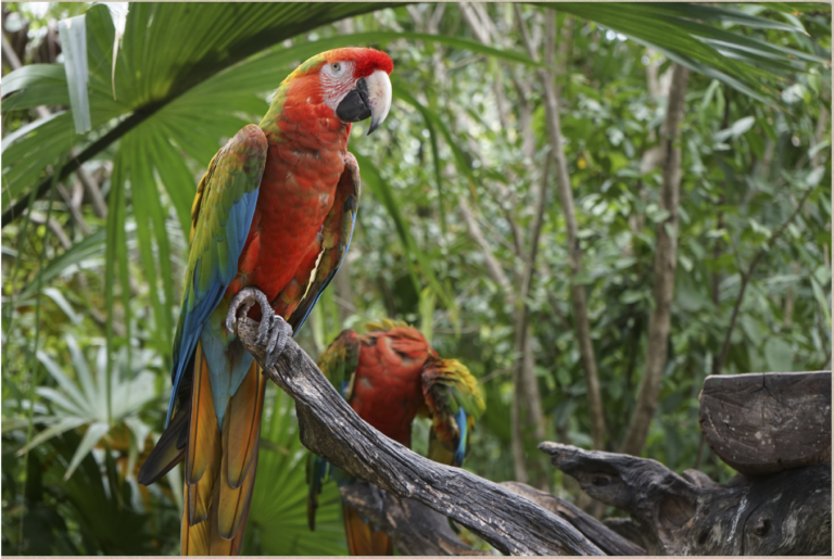 Guacamaya.png