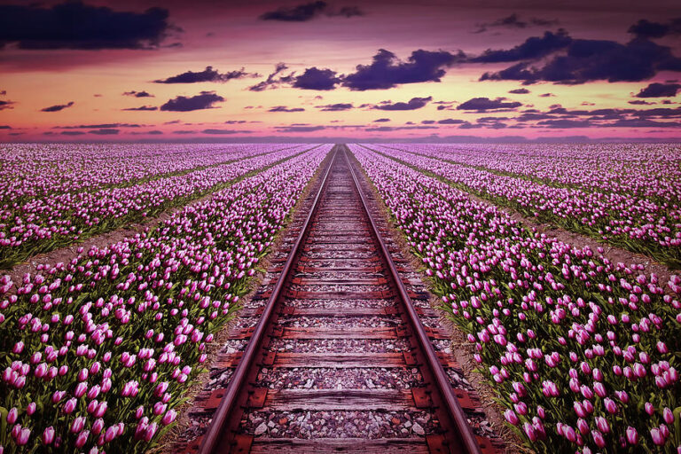 railway-in-a-purple-tulip-field-mihaela-pater.jpg
