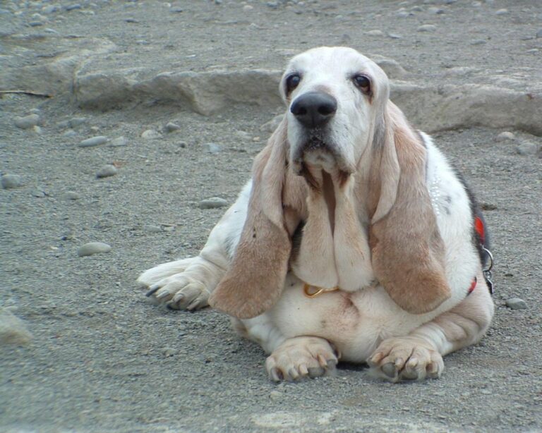 00-01-basset-hound.jpg