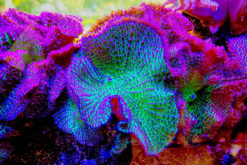 closeup-live-coral-bright-colors-green-purple-blue-magenta-bright-colored-live-coral-153332002.jpg