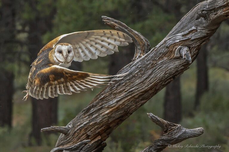 Barn-Owl-By-Mickey-Rebecchi.jpg