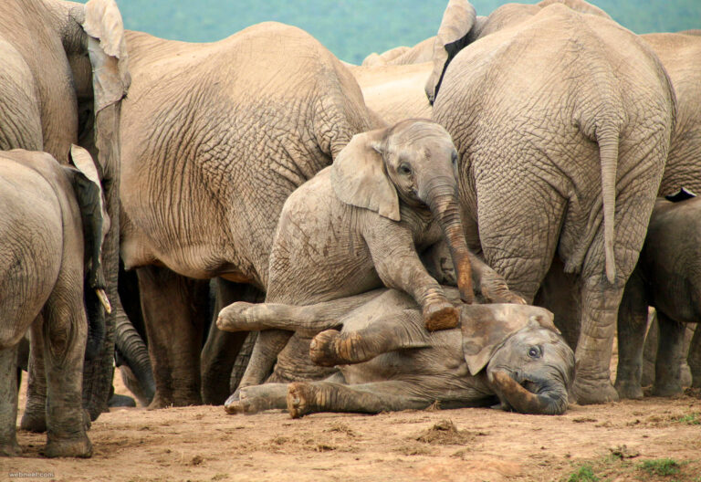 2-africa-elephant-wildlife-photography-by-piccaya.jpg