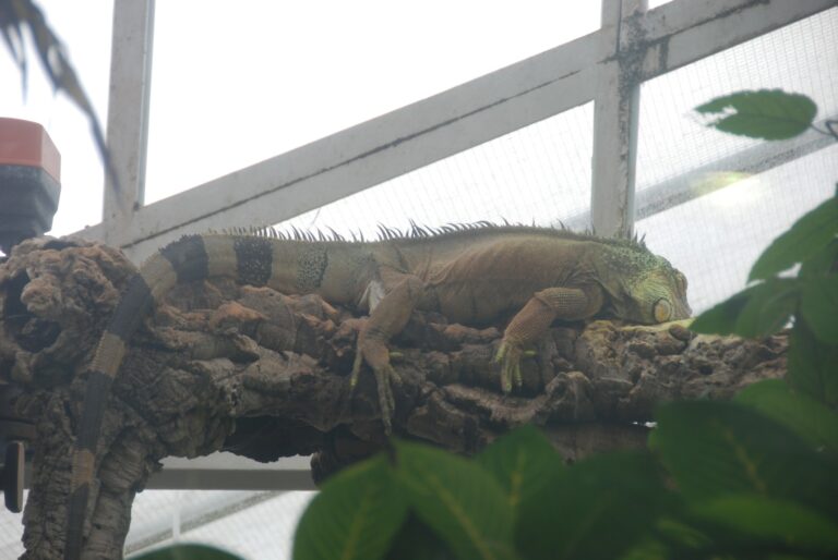 Iguana.jpg