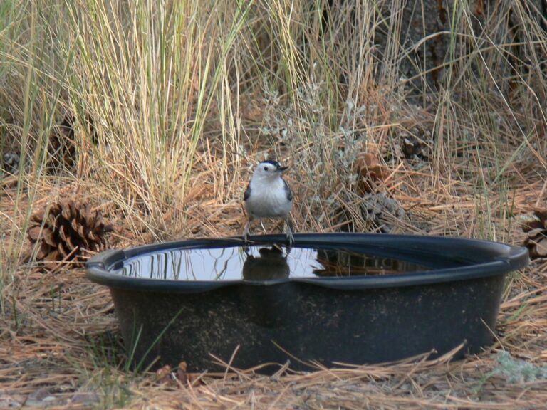 Nuthatch at water dish.JPG