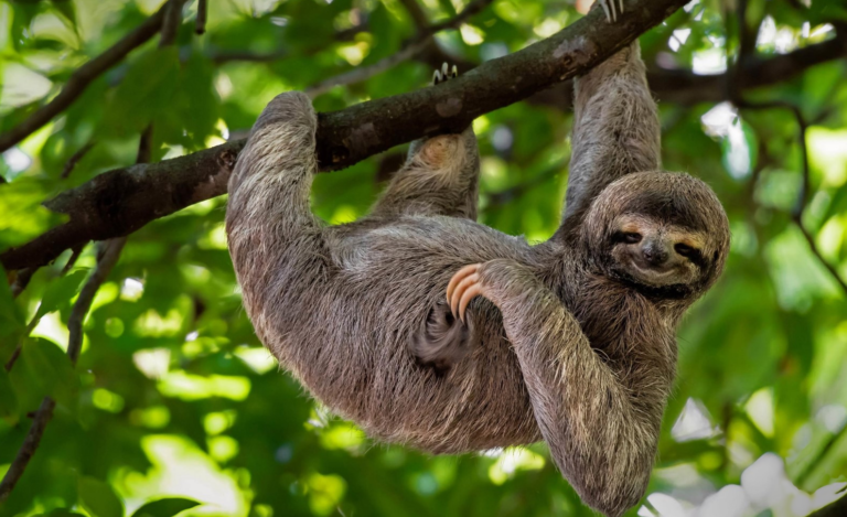 Sloth1586x968.png