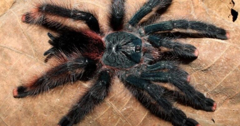 bird-eating-spiders-3-new-species-of-giant-tarantulas-discovered-cbsnewscom_1337053.jpg
