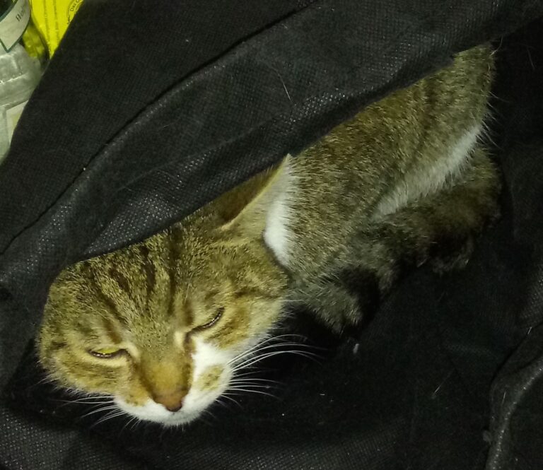 Katze im Sack2.jpg