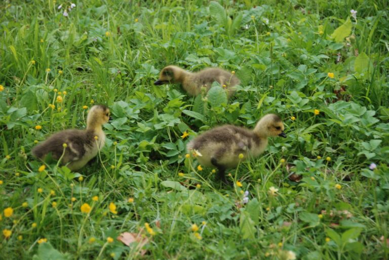 goslings.jpg