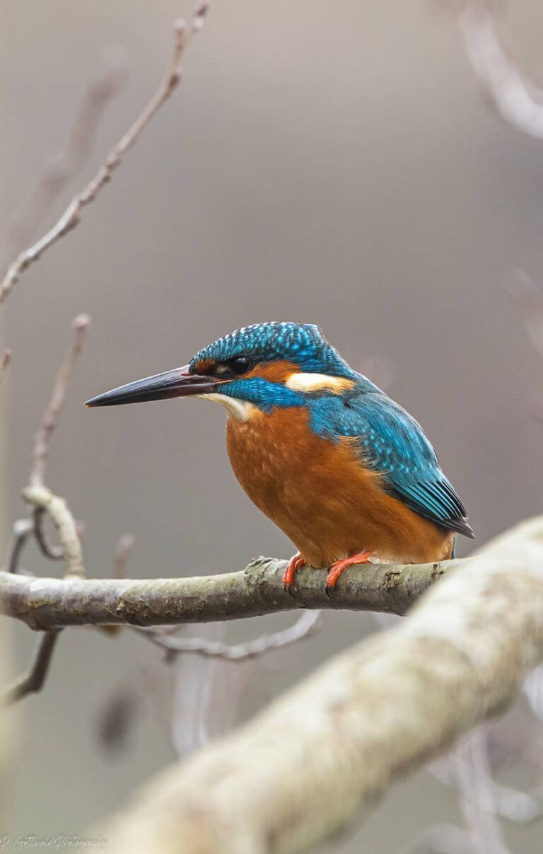 curious_kingfisher_by_patricksworld_decd0h4-414w-2x.jpg