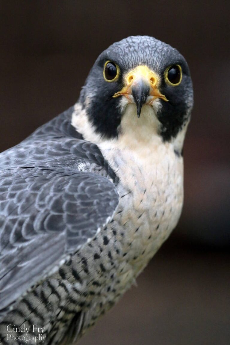 peregrine_falcon_by_lost_nomad07_d8bv3hb-414w-2x.jpg