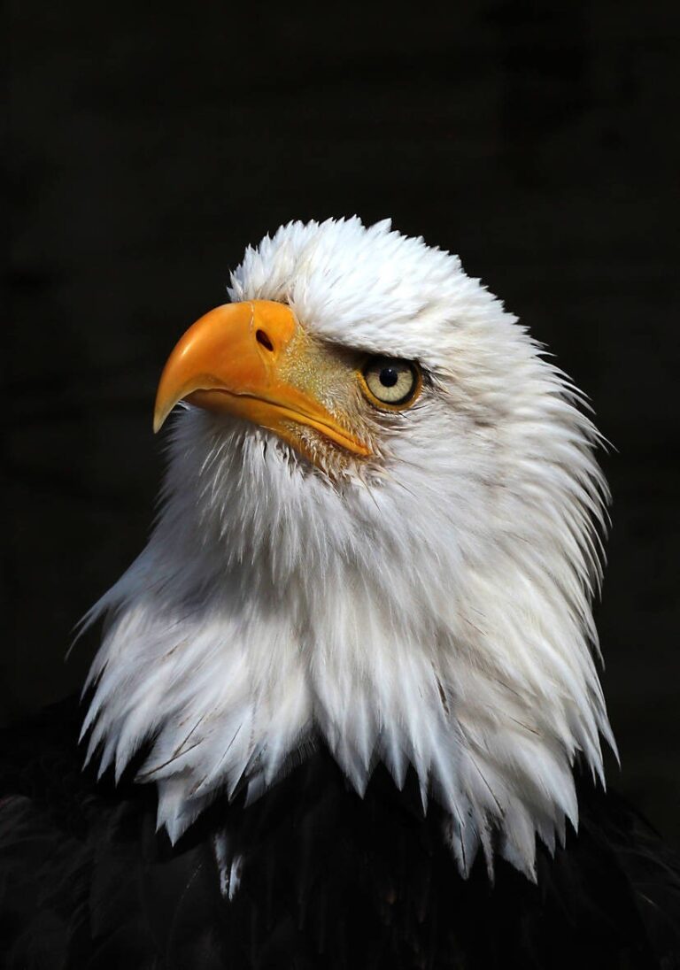 bald_eagle_01b_by_s_kmp_d62i583-414w-2x.jpg