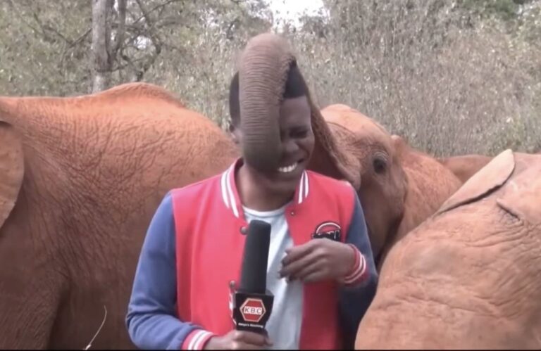 Article-Image-NewsBloopers-Hilarious-Moment-Baby-Elephant-Interrupts-Reporter.jpeg