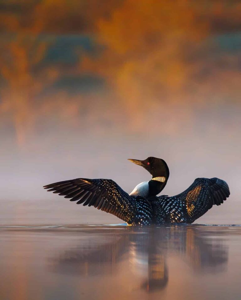 Canadian-Geographic-Wildlife-in-Action-Runner-up-Matt-Parish.jpg