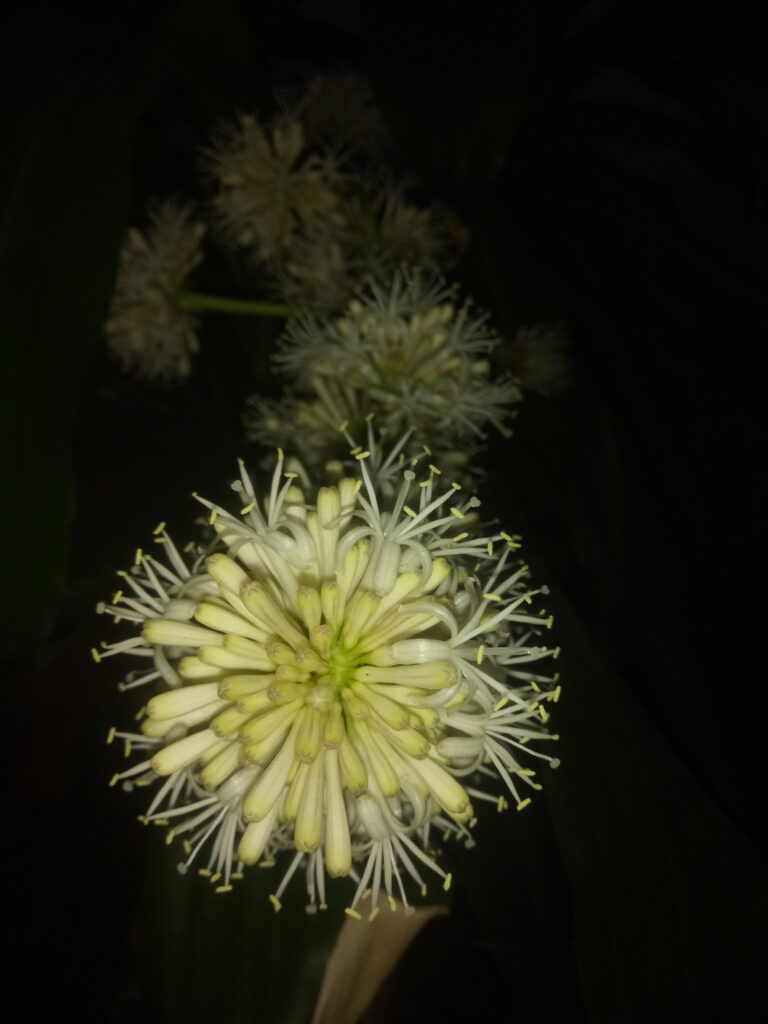 Dracaenafragrans