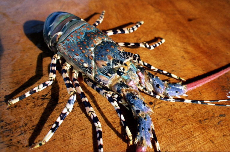 1024px-CSIRO_ScienceImage_2518_Ornate_Lobster