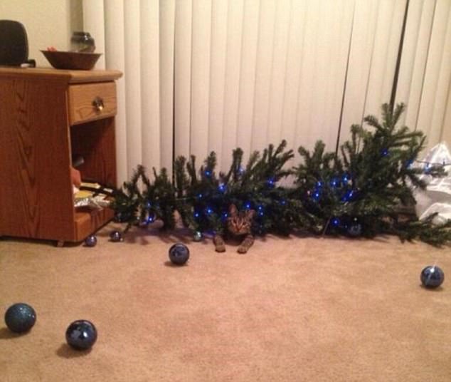 4020577B00000578-4489058-Merry_Christmas_A_cat_welcomed_the_family_home_with_a_very_festi-a-15_1494352415620