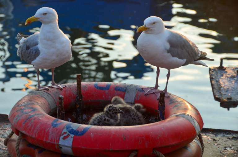 Lazy-Nest-Builders