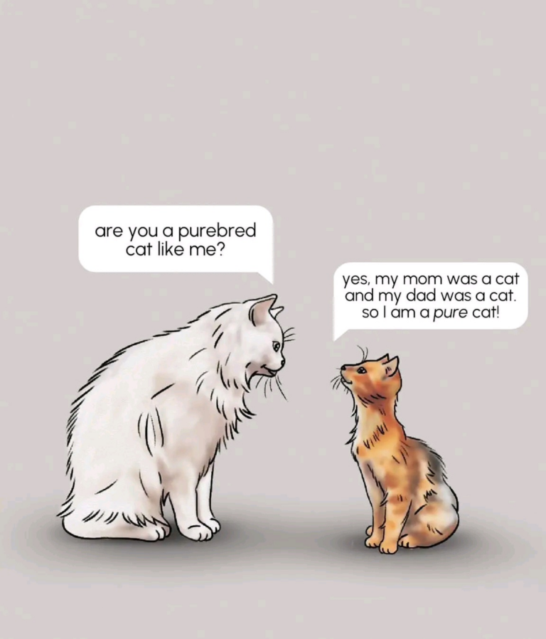 Pure-Bred-Cat