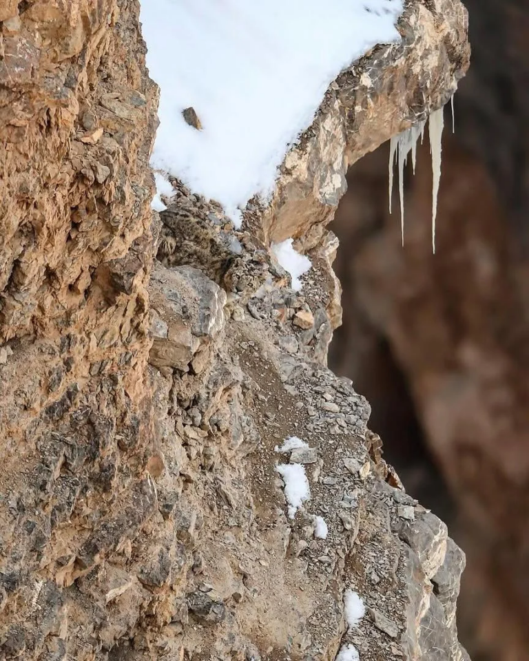 Snow-Leopard