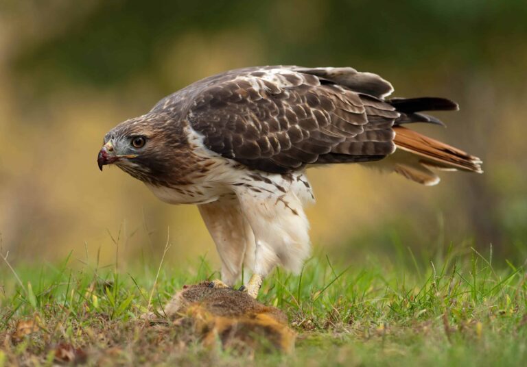 red-tailed-hawk