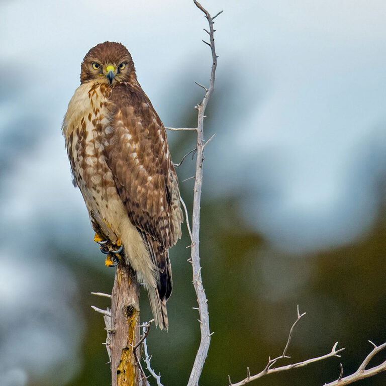 web_apa_2015_briankushner_red-tailed_hawk_kk