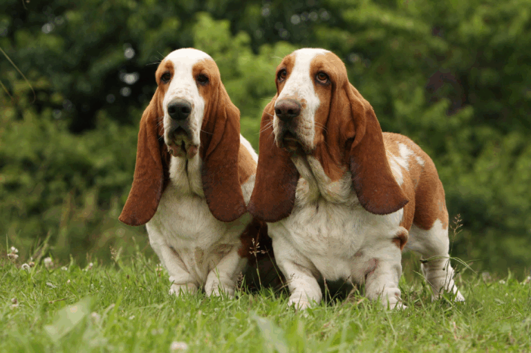 Bassett-0001
