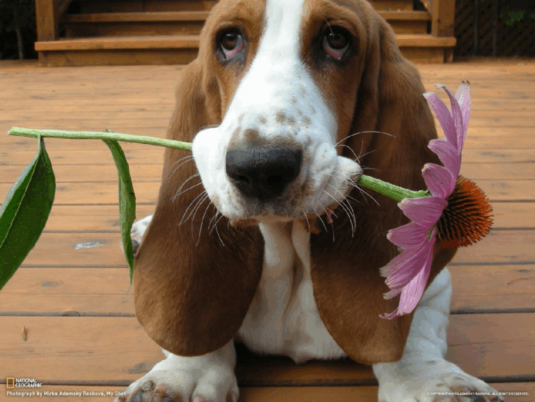 Bassett-0002