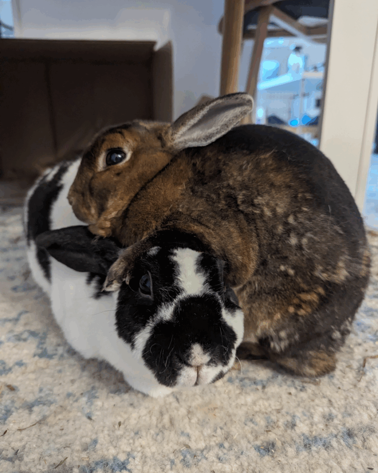 Bunny-0001