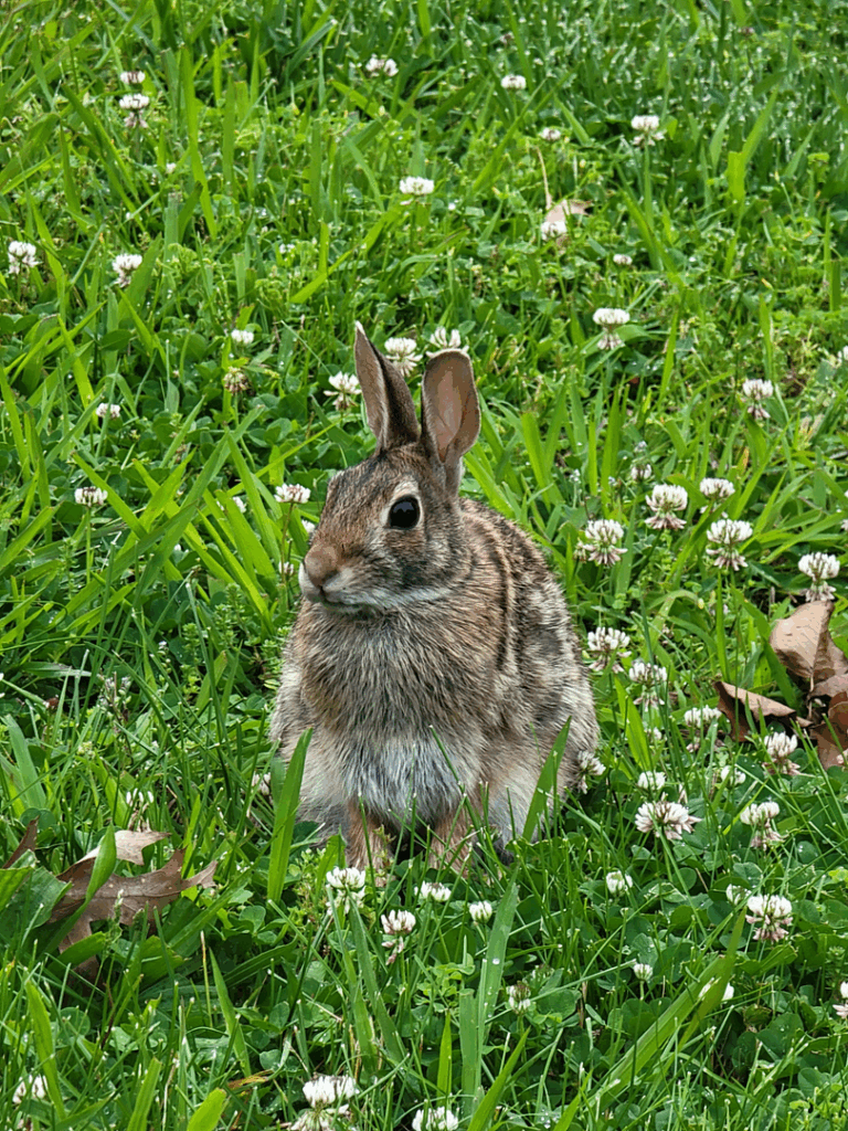 Bunny-0002