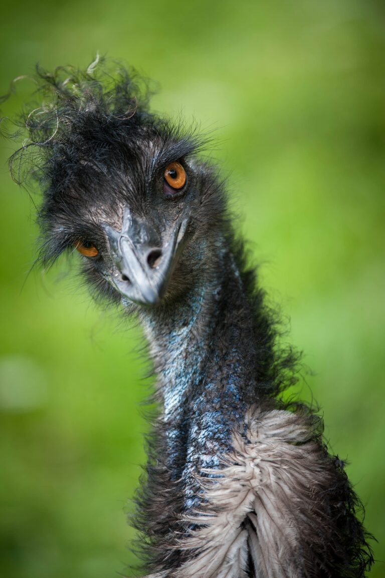 Emu